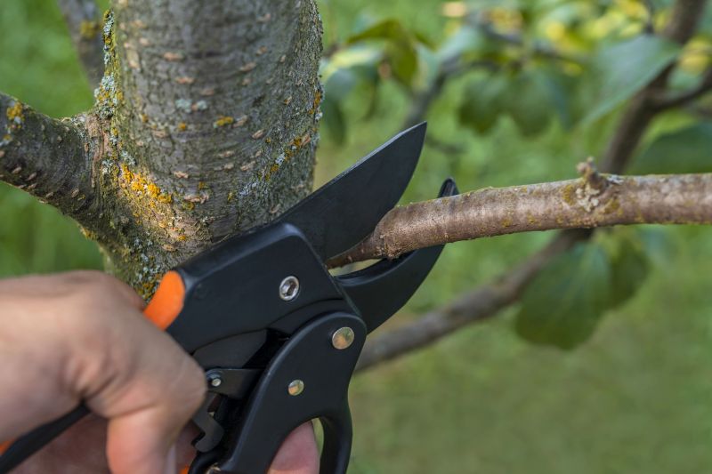 Dead Tree Removal in Duluth, MN