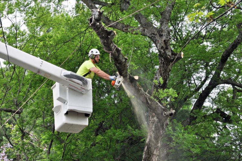Safe Tree Removal Practices