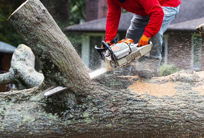 Tree Cutting Process