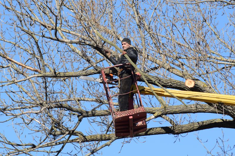 Emergency Tree Removal Teams